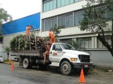 Serviço de poda de árvores é realizado na área sob jurisdição da Mooca