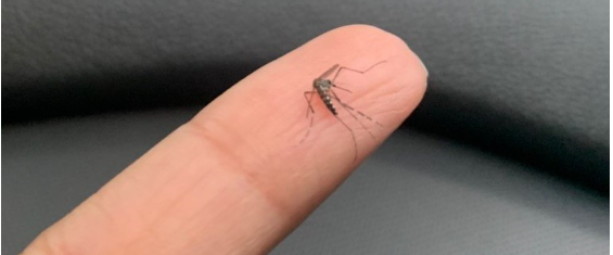 Foto mostra mosquito transmissor da dengue morto, pousado sobre o dedo de uma pessoa