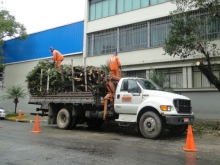 Serviço de poda de árvores é realizado na área sob jurisdição da Mooca