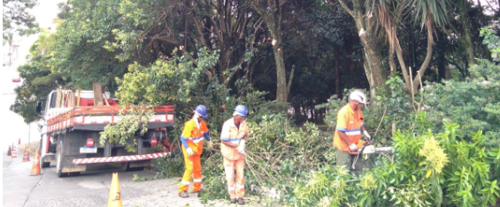Três funcionários da Subprefeitura, com uniforme laranja, fazem o transporte dos galhos de poda para um caminhão.