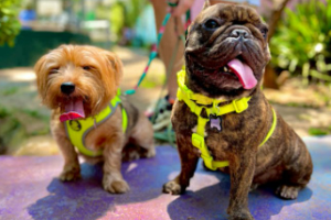 Foto de dois cachorros