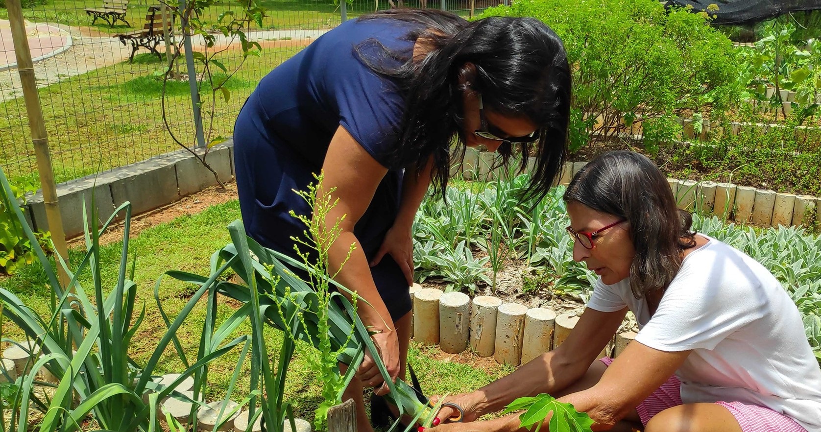 Imagem colorida mostra a Subprefeita de Santo Amaro Amaro na horta comunitária fazendo uma colheita de verduras e legumes.