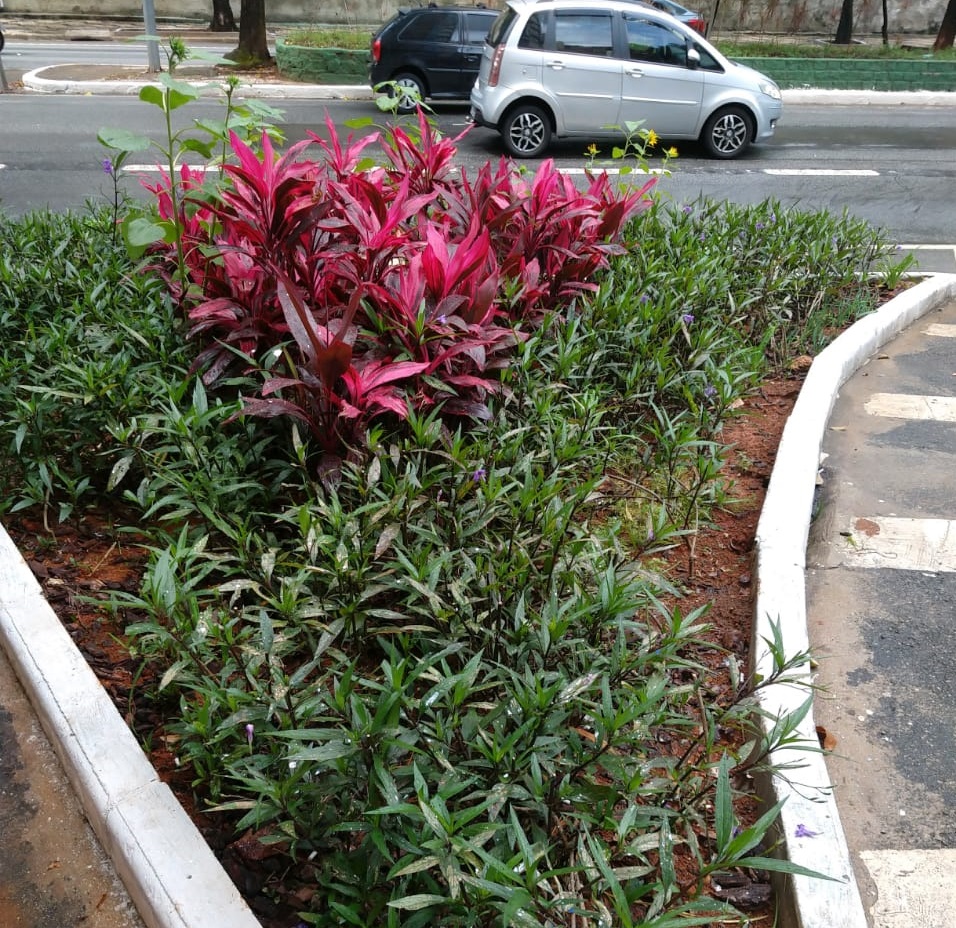 Jardim de chuva da Avenida Grassi