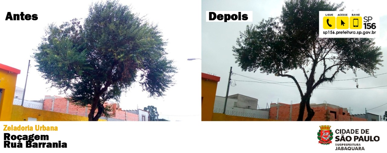 Imagem com  Antes e depois da poda de árvore