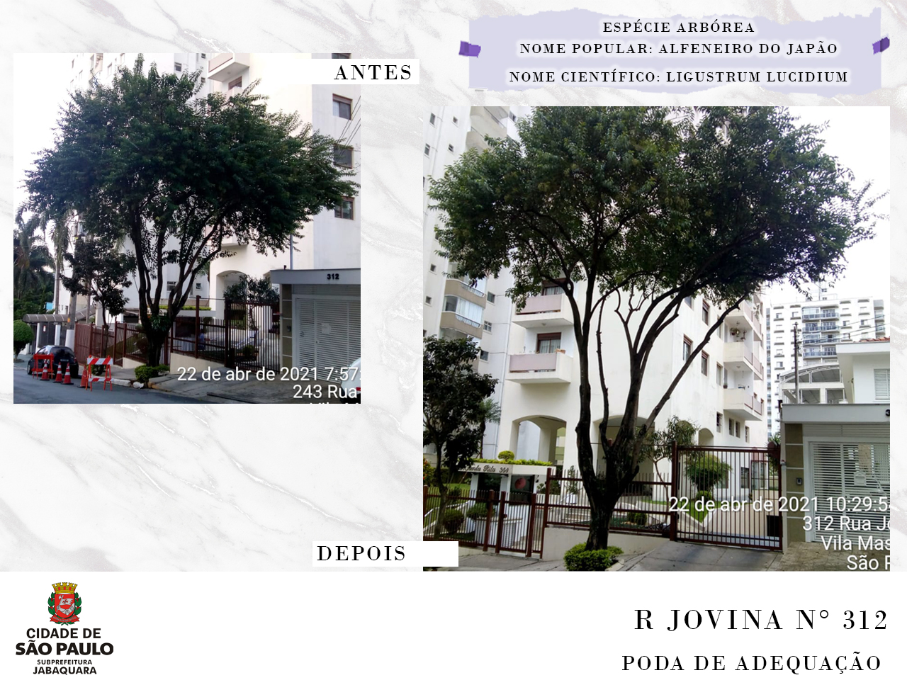  A esquerda foto do antes mostrando árvore na calçada em frente a um prédio. A direita foto mostrando a mesma árvore após poda de adequação realizada na Rua Jovina, número 312. Acima descrição da espécie arbórea, o nome popular é Alfeneiro do Japão e o nome científico é Ligustrum Lucidium. 