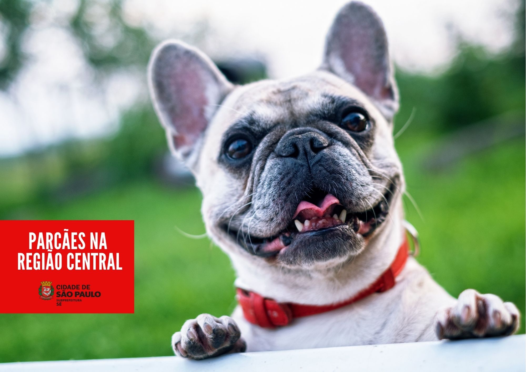 Arte com um cachorro branco como destaque. Está escrito Parcães na região central e tem o logotipo da Subprefeitura Sé