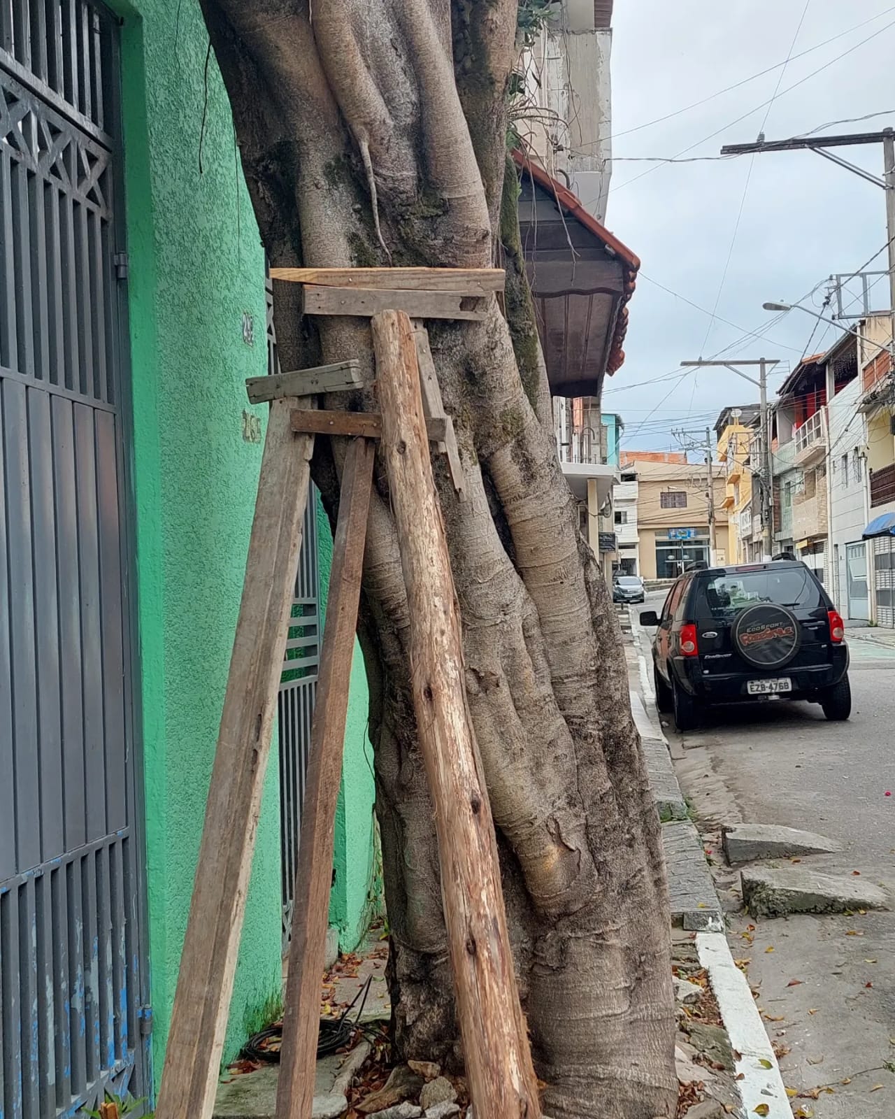 Escoras protegem o tronco de uma árvore, que está próxima à parede de uma garagem