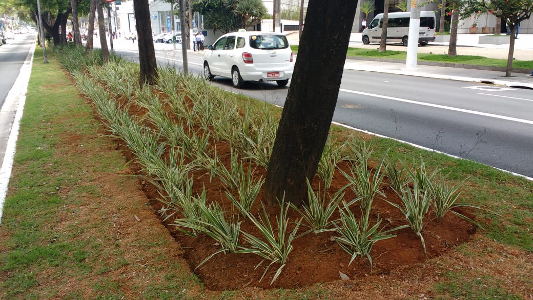 imagem do canteiro central da avenida ibirapuera