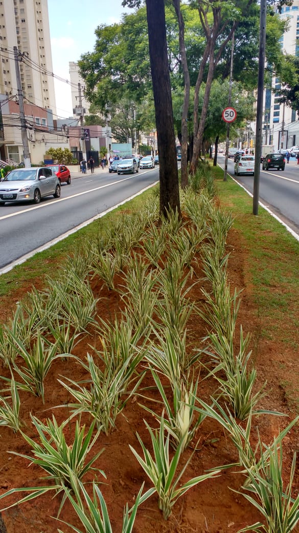 imagem do canteiro central da avenida ibirapuera 