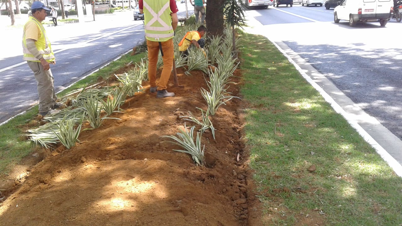 imagem com funcionários fazendo plantio no canteiro central da avenida ibirapuera