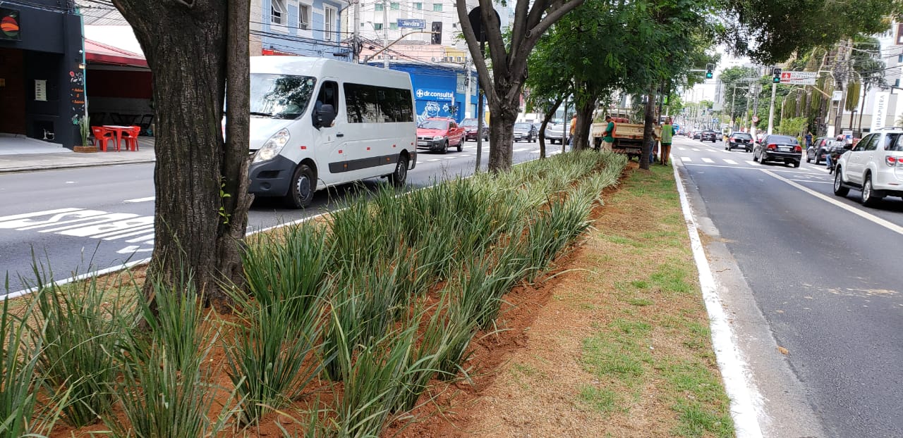 imagem do canteiro central da avenida ibirapuera