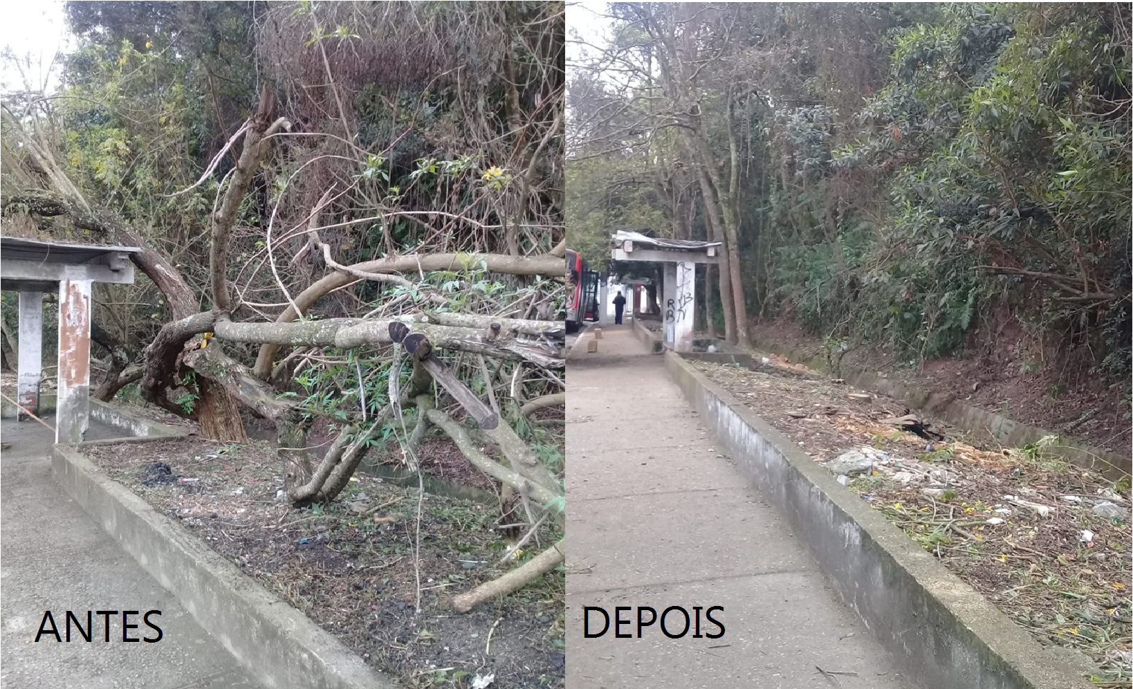 À esquerda, tronco de árvore retorcido invade calçada próximo a um ponto de ônibus; à direita, calçada ao lado de ponto de ônibus livre após a remoção da árvore que estava no caminho.