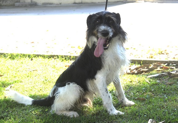 #pracegover um cão olhando para a câmera com a língua de fora