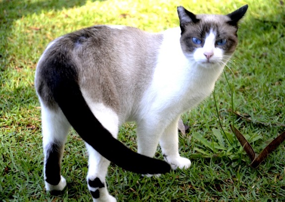 #pracegover um gato olhando fixamente para a câmera, com expressão séria