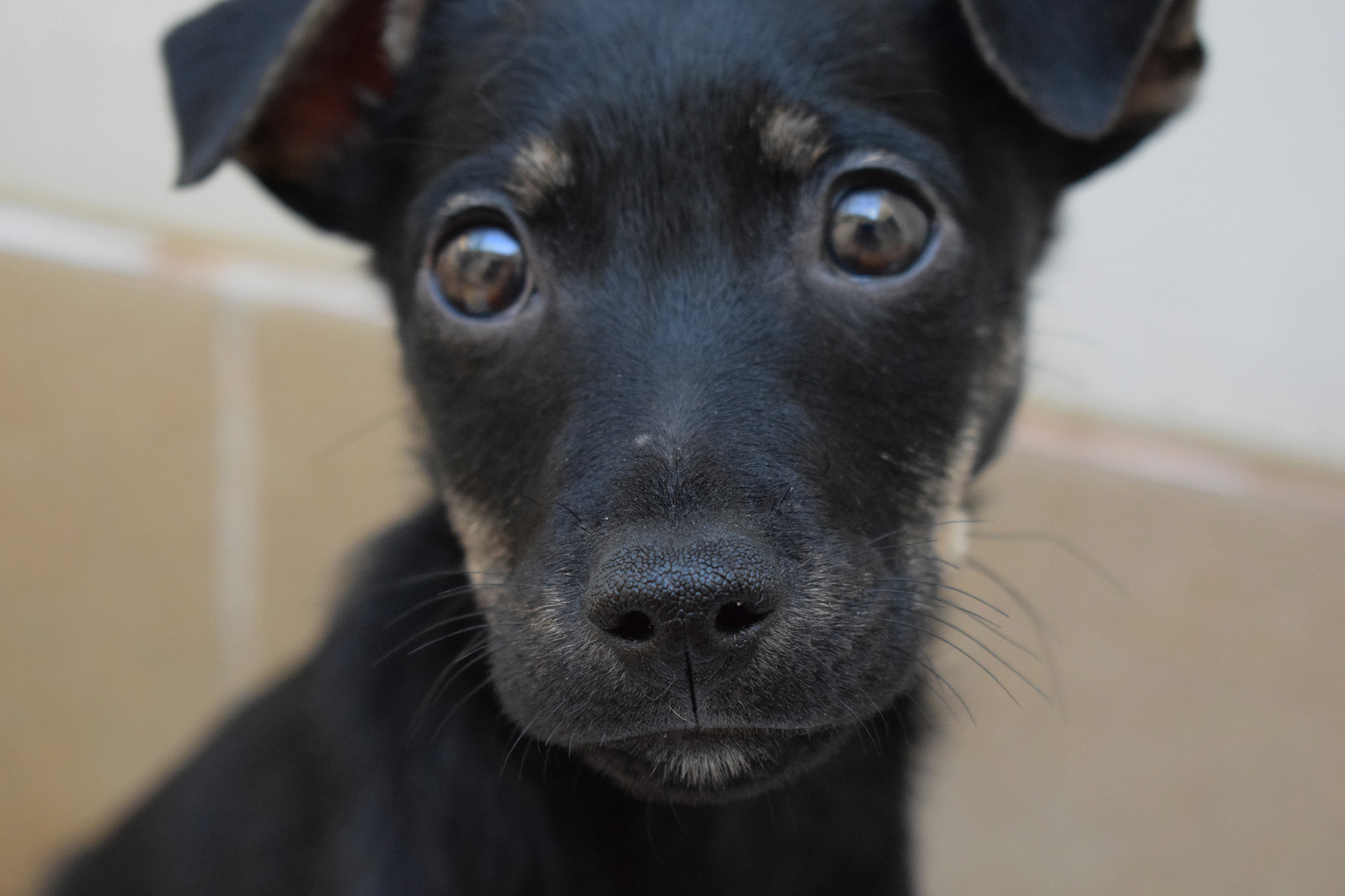 #PraCegoVer: Fotografia do cachorrinho Alfa. Ele é preto, tem olhos marrons e está olhando fixamente para a câmera.