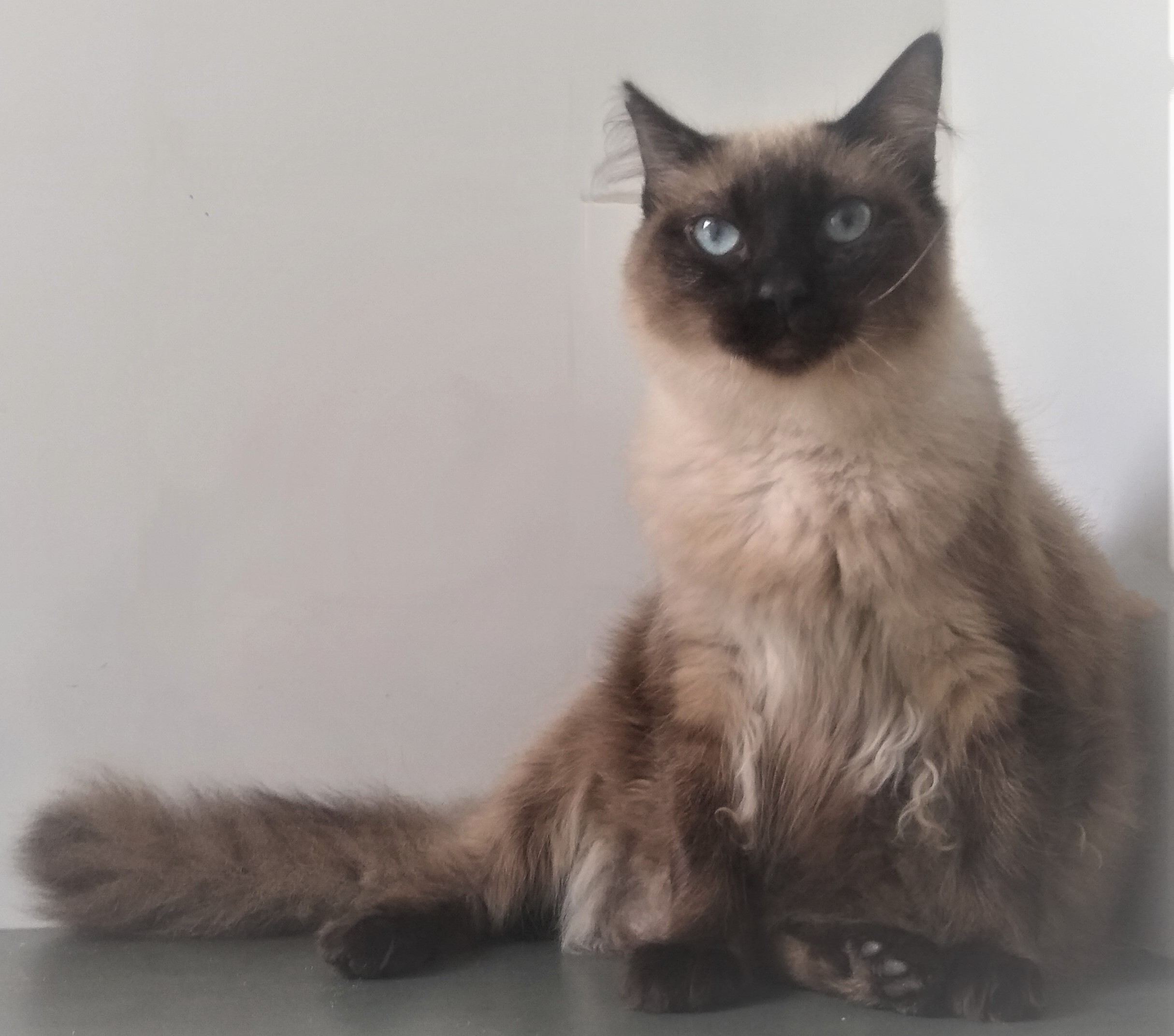 #PraCegoVer: Fotografia da gatinha Amy. Ela é marrom e tem algumas partes do corpo na cor preta. 