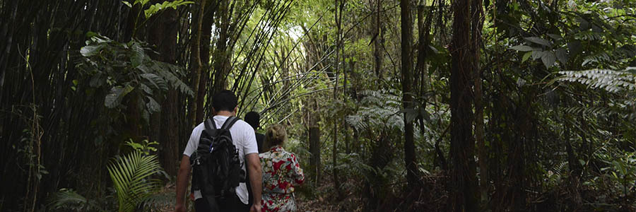 Fotografia de três pessoas, dois homens e uma mulher, andando por uma trilha. Ao redor mata densa, repleta de diferentes tipos de árvores. 
