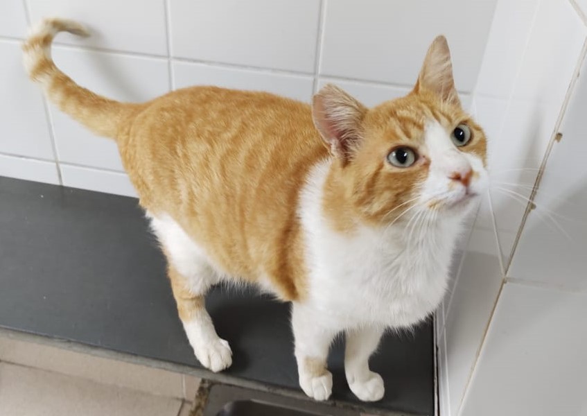 #PraCegoVer: Fotografia do gato Alemão. Ele é branco, mas a maior parte do seu pelo é amarelo. Seus olhos são verdes.