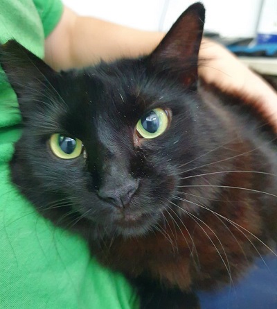 #PraCegoVer: Fotografia da gatinha Anastácia. Ela é toda preta, e tem os olhos verdes. Ela está olhando fixamente para a câmera
