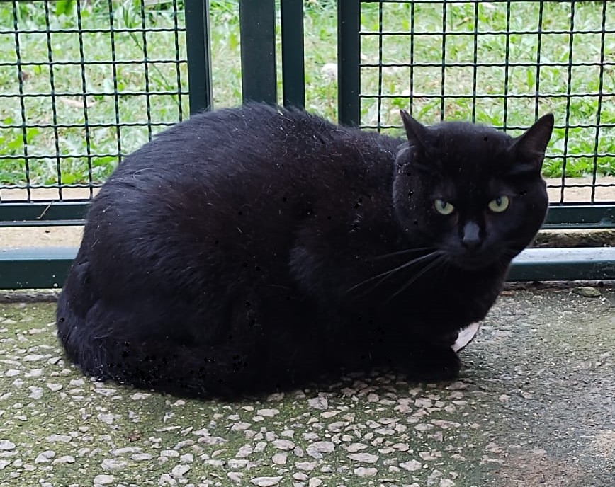 #PraCegoVer: Fotografia da gata Andie. Ela é todo preto, tem uma mancha branca na região do peito e os olhos verdes.