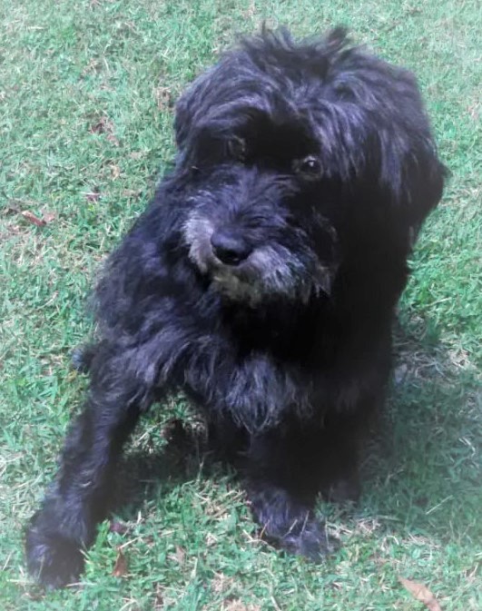 #PraCegoVer: Fotografia do cachorrinho Belo. Ele é todo preto e está em um gramado verde.
