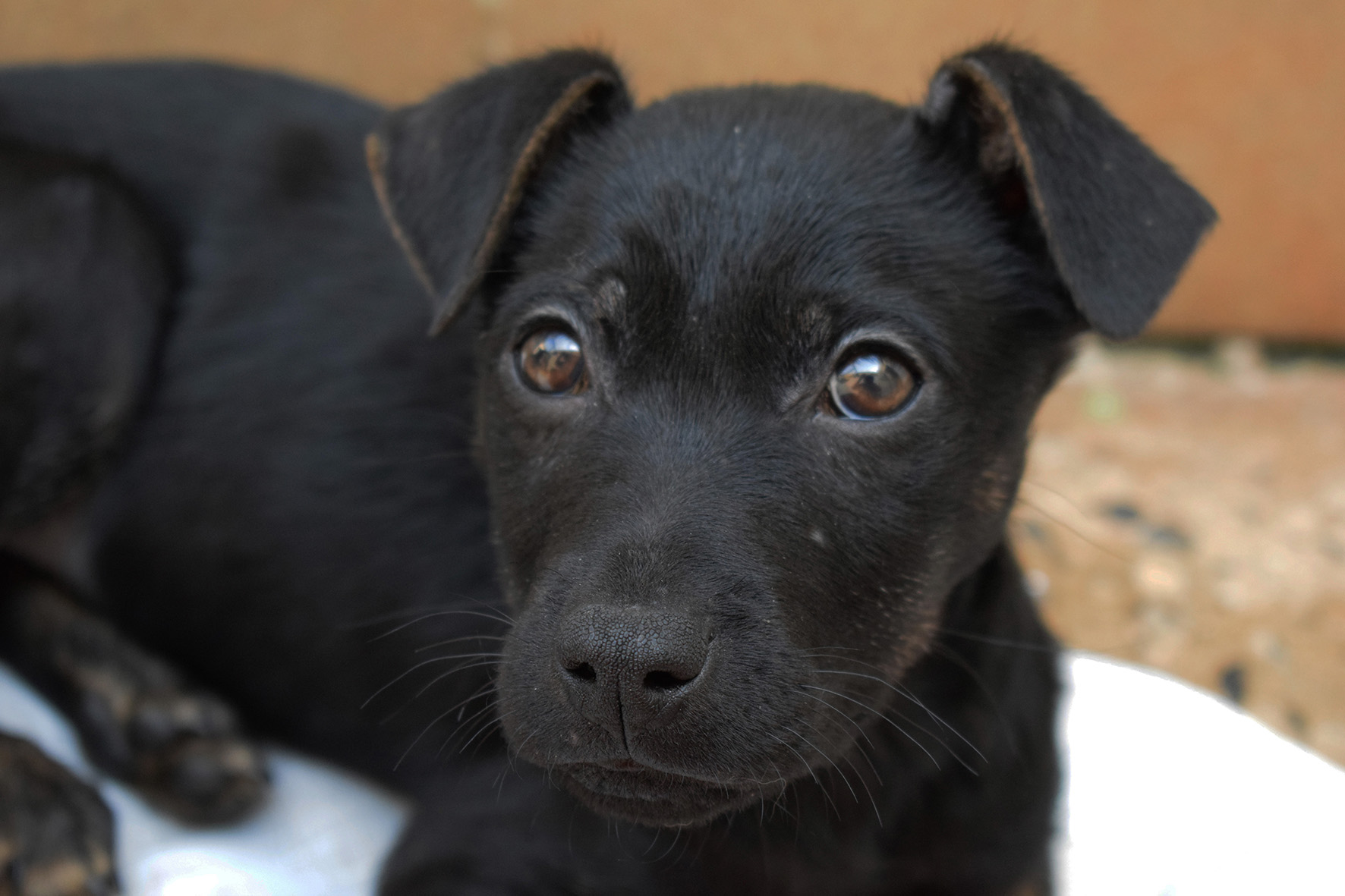 #PraCegoVer: Fotografia do cachorrinho Beta. Ele é todo preto e olha fixamente para a câmera.