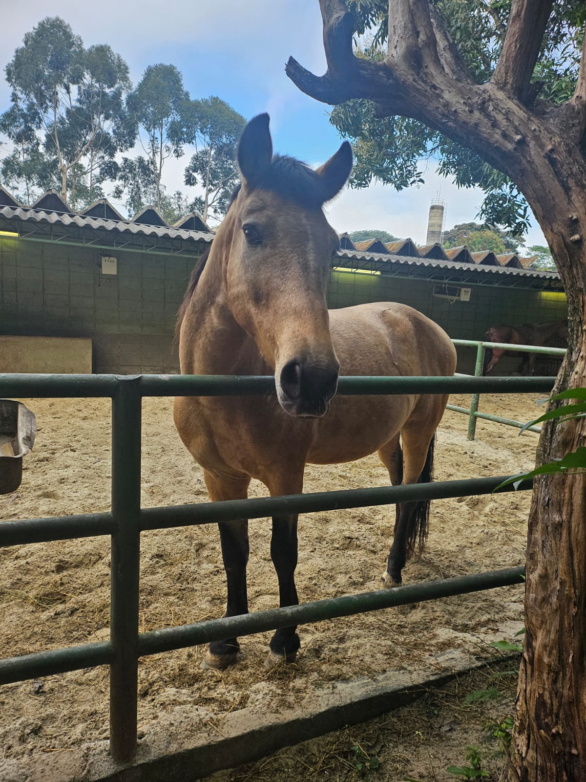 #PraCegoVer: Bruno é um cavalo com pelagem marrom, seus olhos são marrons e suas patas são de pelagem preta, ele esta de pé em um cercado de ferro com feno no chão
