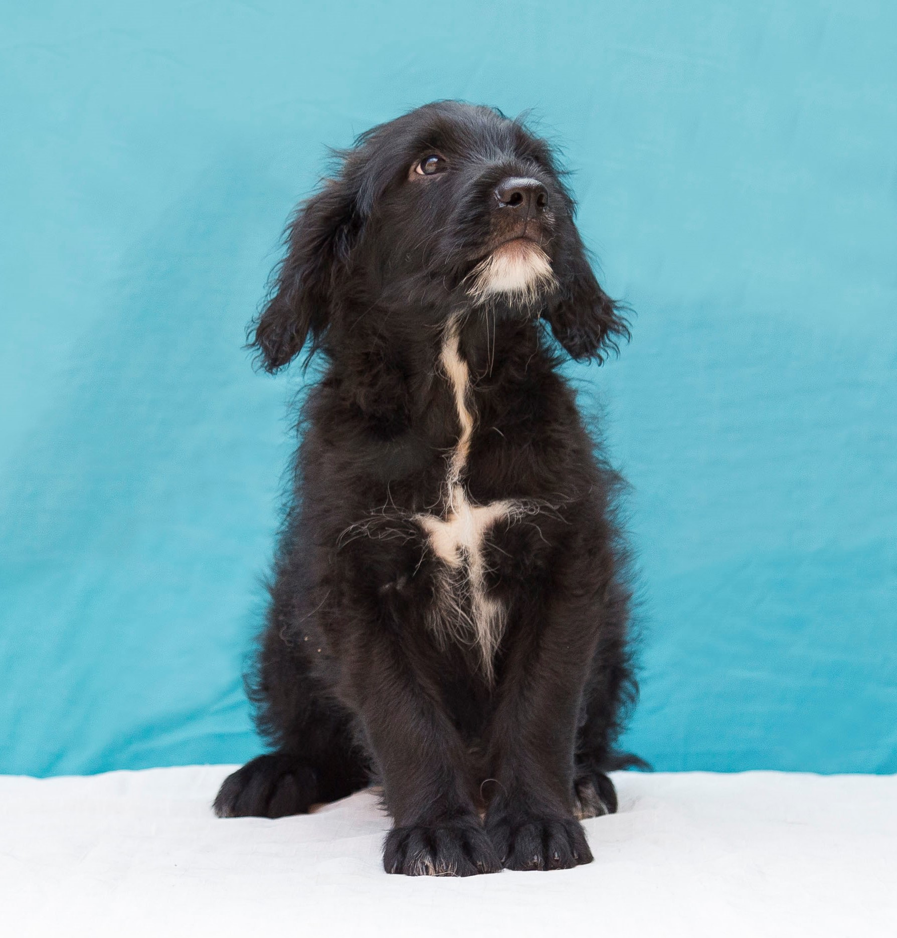 #PraCegoVer: Bambino é um cachorro que esta sentado, ele tem uma pelagem preta com uma linha de pelos branco da boca até a barriga, os seus olhos são pretos e ele esta olhando para o lado