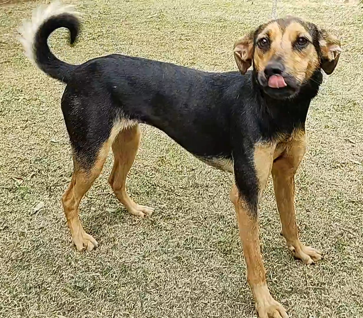 #PraCegoVer: Fotografia da cachorra Bela. Ela tem o pelo preto, mas tem algumas manchas na cor bege.