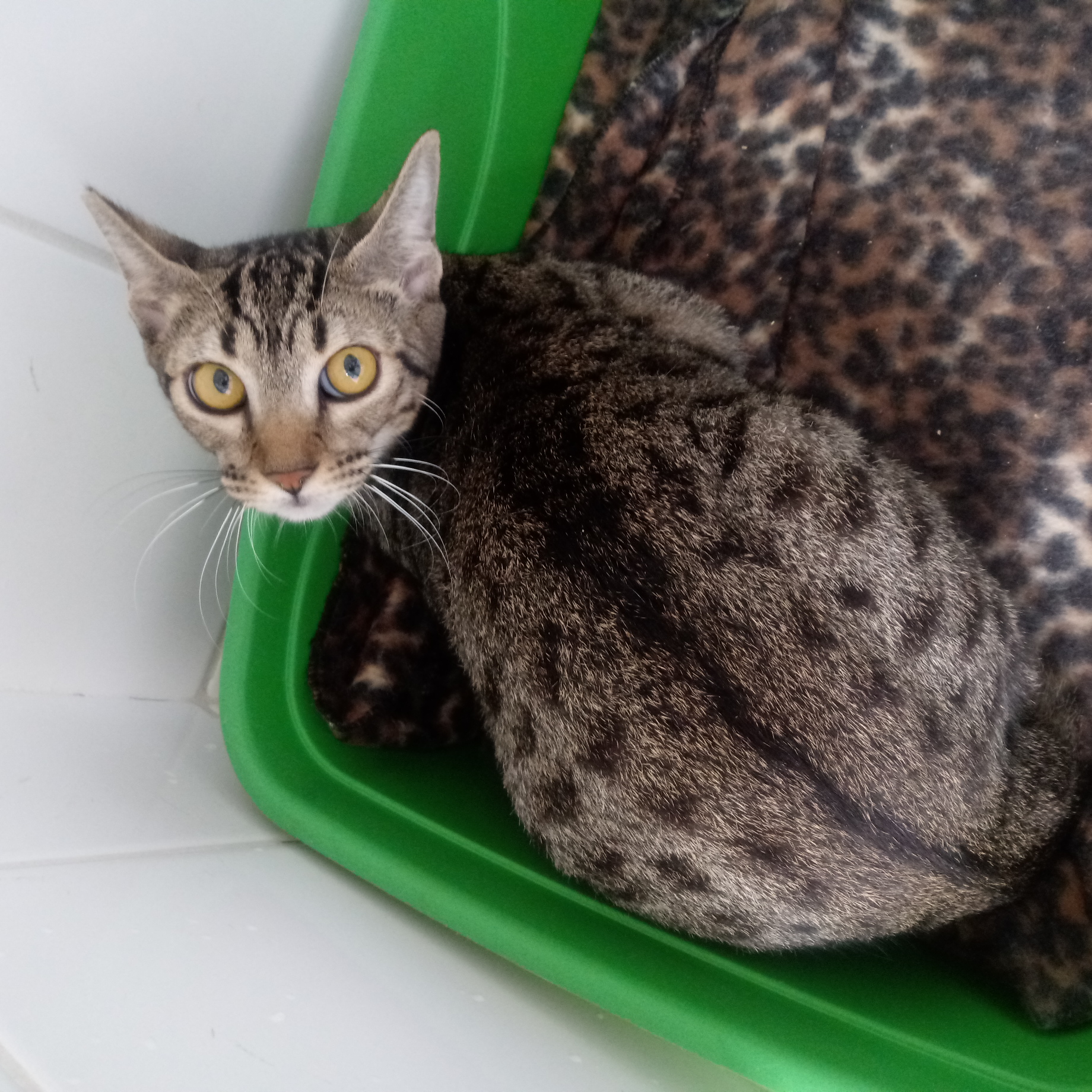 #PraCegoVer: Fotografia da gatinha Biju. Ela é rajada nas cores marrom e preto. Ela está dentro de uma caixa verde.