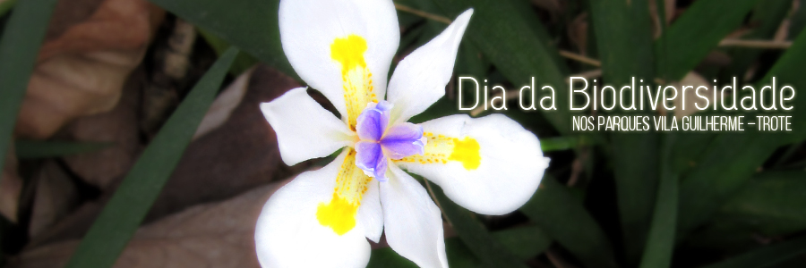 Fotografia de flor branca com detalhes amarelos nas pétalas e núcleo lilás. Na lateral esquerda, os dizeres: "Dia da Biodiversidade nos Parques Vila Guilherme – Trote"