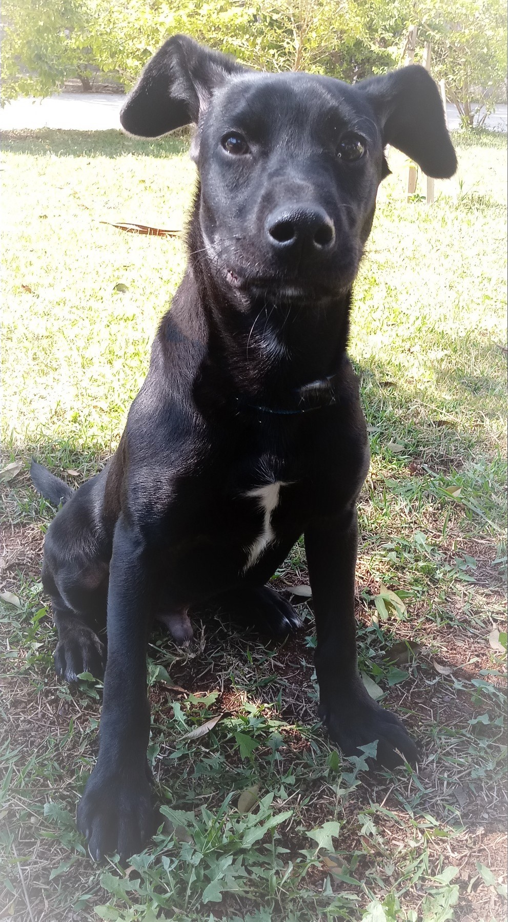 #PraCegoVer: Fotografia do cachorrinho Cavaquinho. Ele é todo preto e olha fixamente para a câmera. Ele está um gramado.