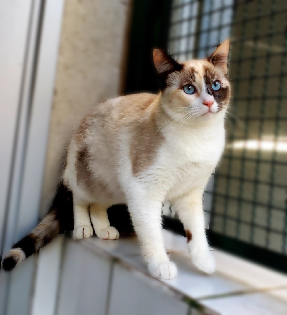 #PraCegoVer: Fotografia do gatinho Cookie. Ele é branco e tem manchas amarelas, tem os olhos azuis e o focinho rosado. Ele está olhando para cima na foto.