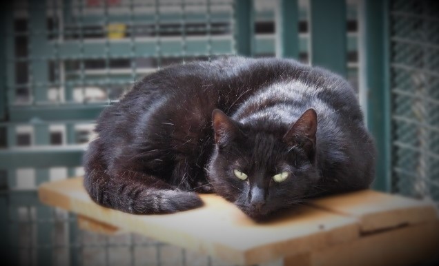 #PraCegoVer: Fotografia da gatinha Cora. Ela é toda preta e tem os olhos verdes.