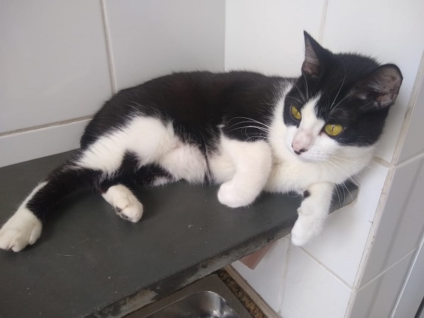 #PraCegoVer: Fotografia do gatinho Carinhoso. Ele é branco com manchas pretas e tem os olhos amarelos. Ele não olha para a câmera, está concentrado em outra coisa.