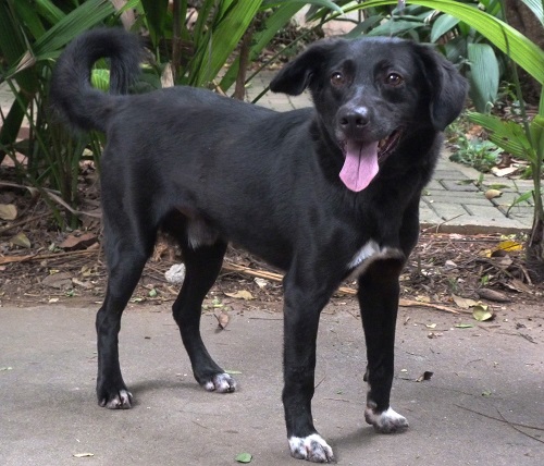 #PraCegoVer: Fotografia do cachorrinho Carmo. Ele é todo preto e está com a língua para fora