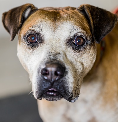 #PraCegoVer: Fotografia do cachorrinho Casquinha. Ele é bem velhinho, tem alguns pelos brancos na região da cabeça, mas o resto do pelo é marrom. Ele está olhando fixamente para a câmera.