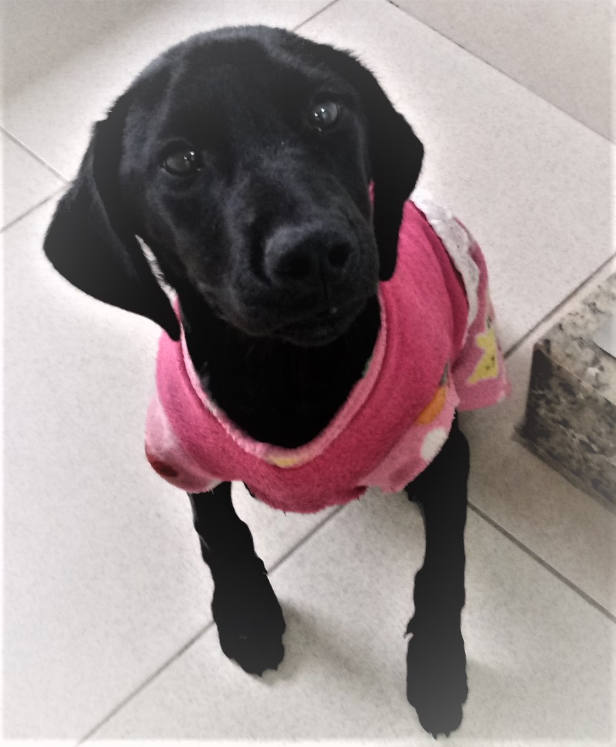 #PraCegoVer: Fotografia da cachorrinha Chica. Ela é preta e está vestindo uma roupinha rosa, Ela olha fixamente para a câmera.
