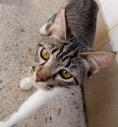 #PraCegoVer: Fotografia da gatinha Coralina. Coralina é rajada em tons de cinza, marrom, preto e branco. Possui olhos amarelos