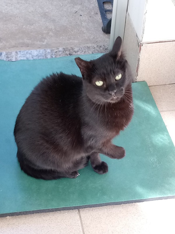 #PraCegoVer: Fotografia da gata Cuca, ela tem a cor preta e seus olhos são verdes. Está olhando fixamente para a câmera.