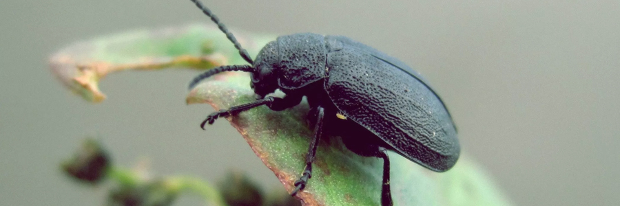 Imagem de um besouro de cor preta sobre uma folha verde.