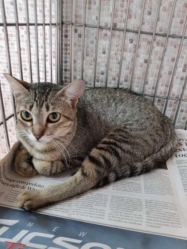 #PraCegoVer: Fotografia da gata Dakota, ela tem as cores cinza e preto, seus olhos são amarelos, está olhando fixamente para a câmera enquanto é fotografada.