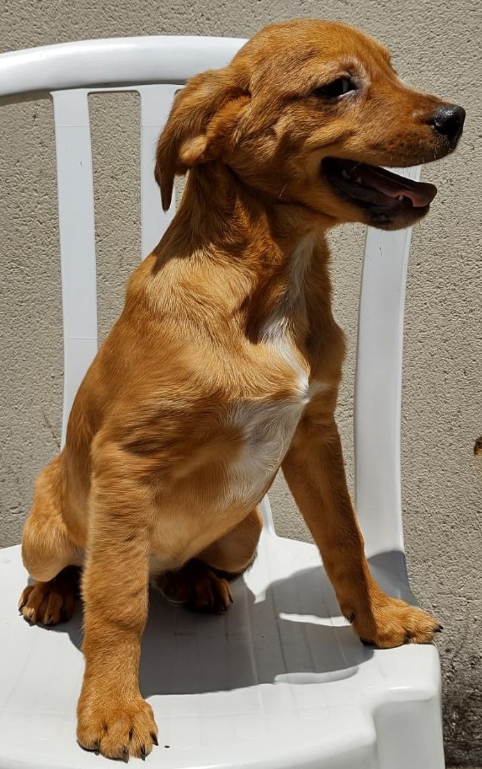 #PraCegoVer: Fotografia do cachorro Davi. Ele é todo caramelo. 