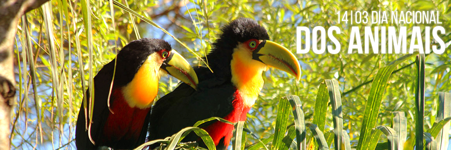 Fotografia de um casal de tucanos-de-bico-verde em uma área verde. As aves possuem penas nas cores preta, amarela e vermelha. No canto superior direito, está a frase "14/03 - Dia Nacional dos Animais" escrita em letras brancas.