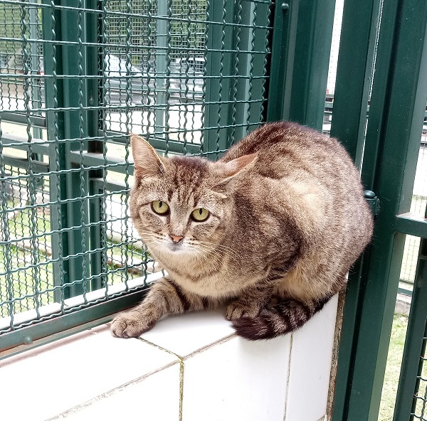 #PraCegoVer: Fotografia da gata Docinho, ela tem as cores cinza e branco, seus olhos são verdes. Está olhando fixamente para a câmera.