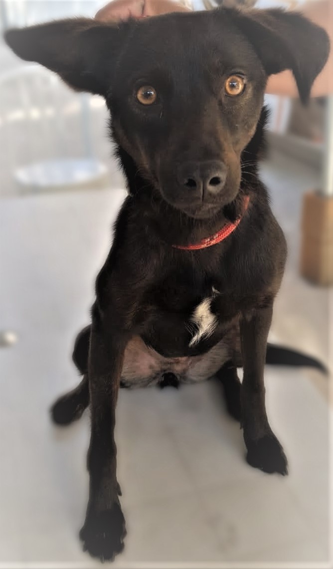 #PraCegoVer: Fotografia da cachorrinha Elza. Ela é marrom e está usando uma coleira vermelha. Ela olha fixamente para a câmera.