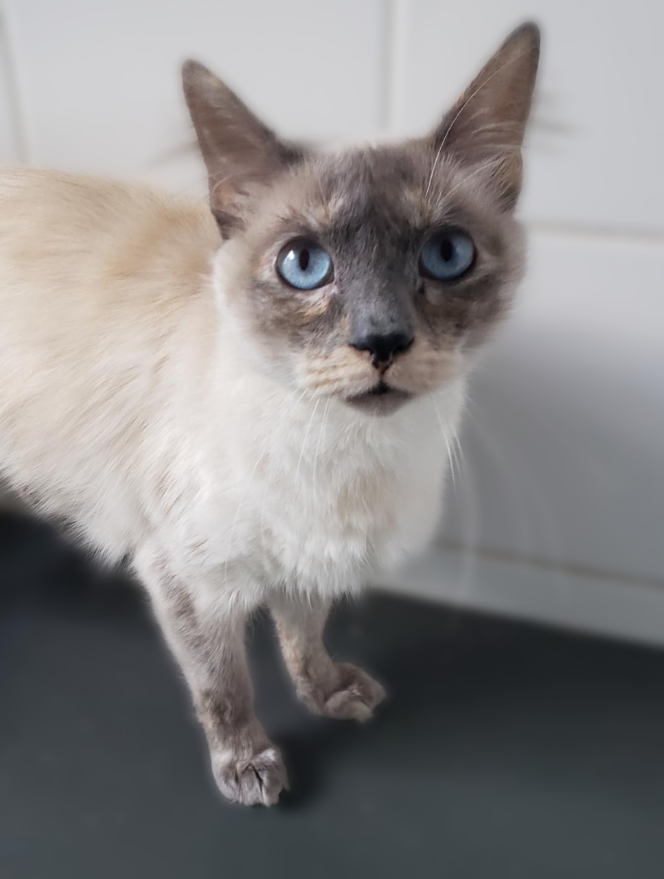 #PraCegoVer: Fotografia da gatinha Emma. Ela é branca, tem o rostinho acinzentado e os olhos azuis. Ela está olhando fixamente para a câmera.