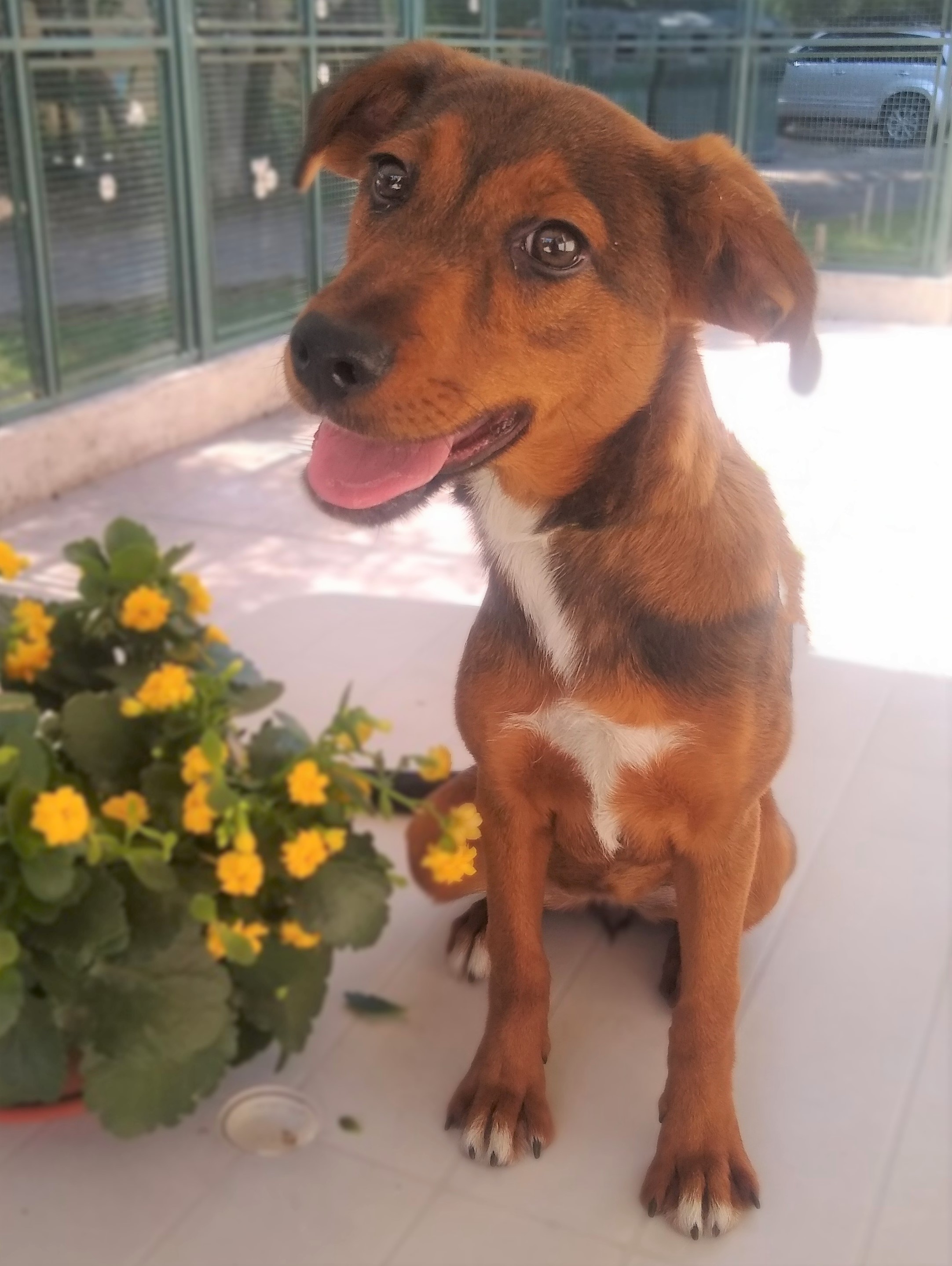 #PraCegoVer: Fotografia da cachorrinha Espoleta. Ela é toda marrom e está olhando fixamente para a câmera. Ela está ao lado de um vaso de flores amarelas. 