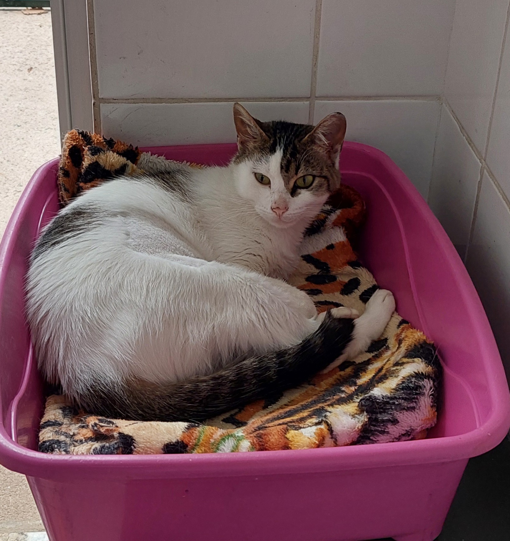#PraCegoVer: Elza é uma gata com pelagem branca com uma mancha preta na sua parte superior, sua cara é metade branca metade marrom com algumas manchas preta, seu olho é amarelo, ela esta deitada em uma caiza rosa com uma coberta 