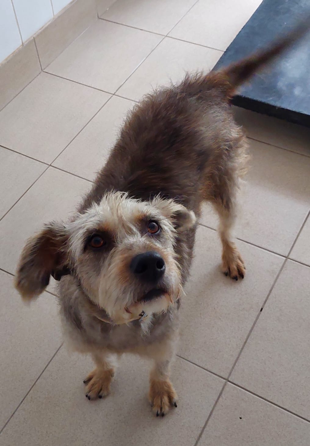 #PraCegoVer: Estopa é uma cachorrinha com pelagem marrom, suas patas e sua cara são de pelagem na brancas, ela tem olhos marrons , ela está de pé no chão olhando para cima.